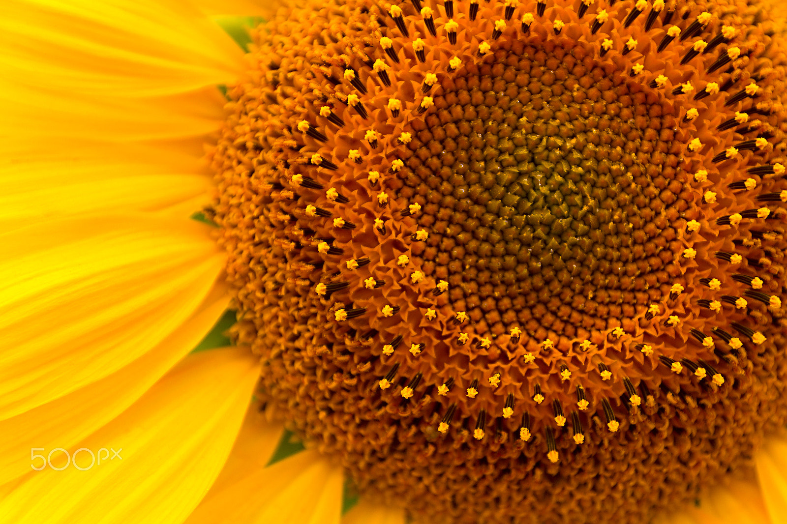 Canon EOS 60D + Sigma 17-70mm F2.8-4 DC Macro OS HSM | C sample photo. Close up of sun flower photography