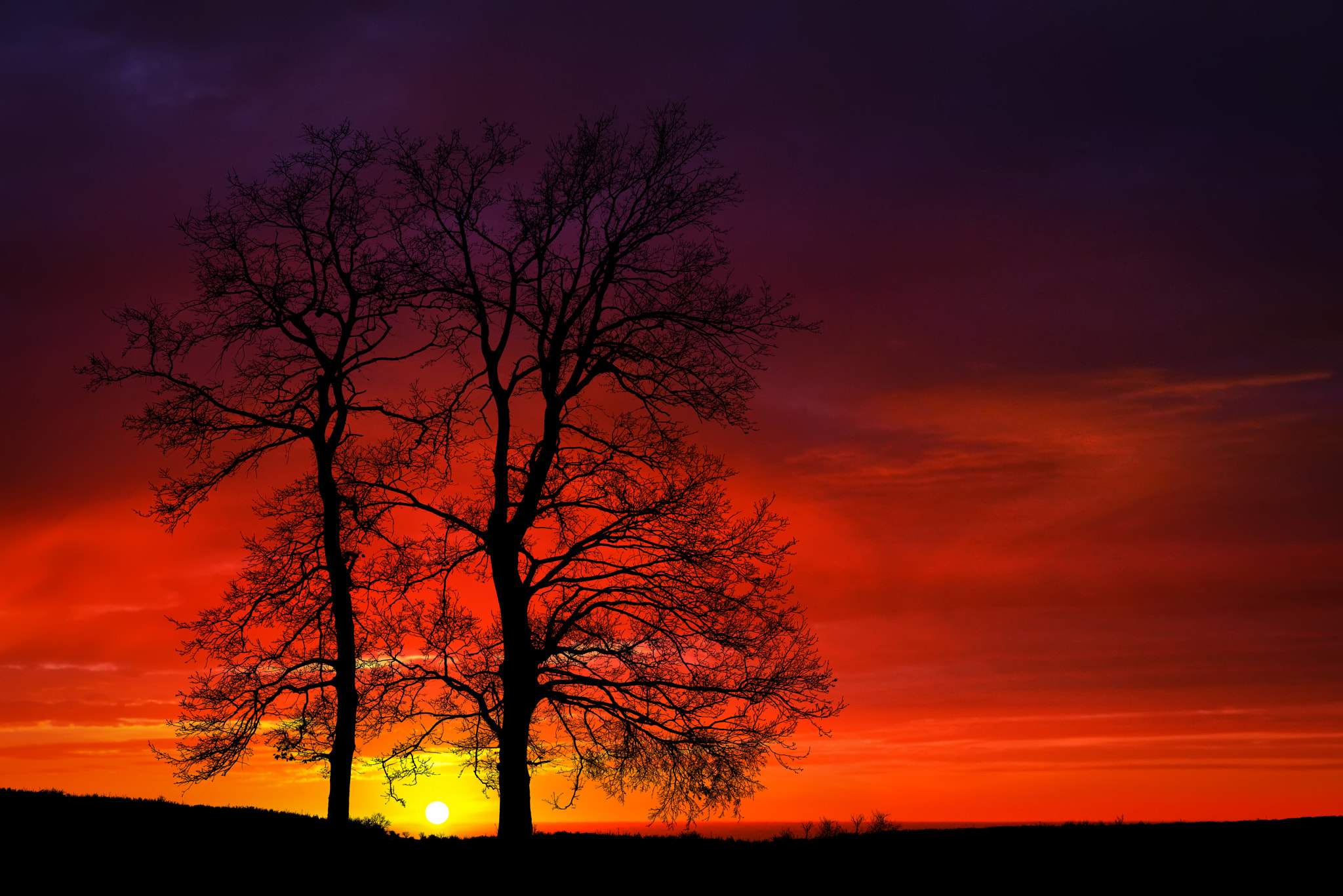 Nikon D810 sample photo. Sunset among the oaks photography
