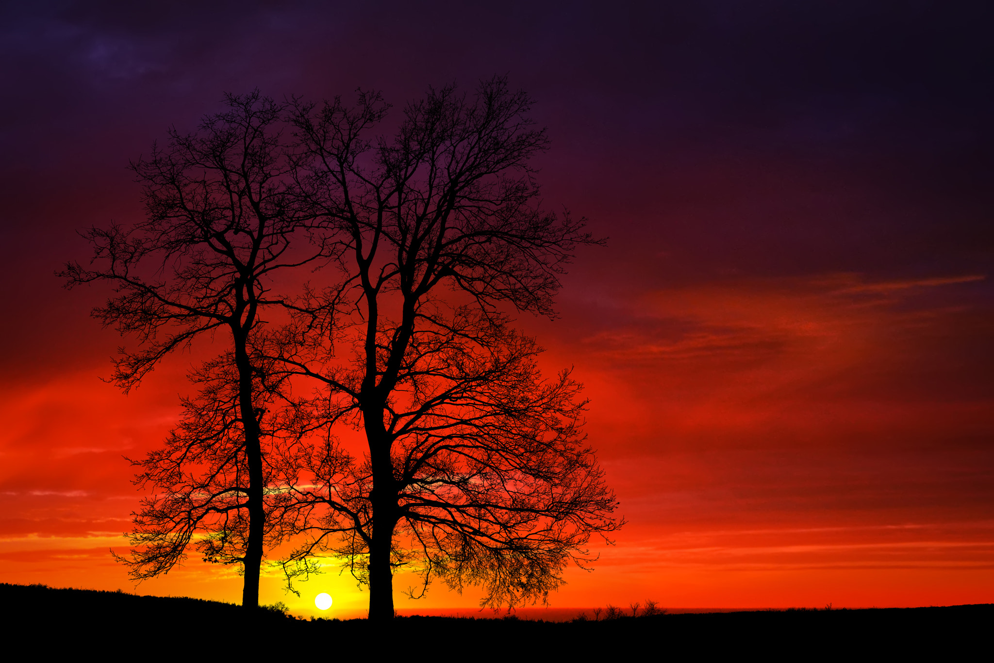 Nikon D810 + Nikon AF-S Nikkor 50mm F1.4G sample photo. Sunset among the oaks photography