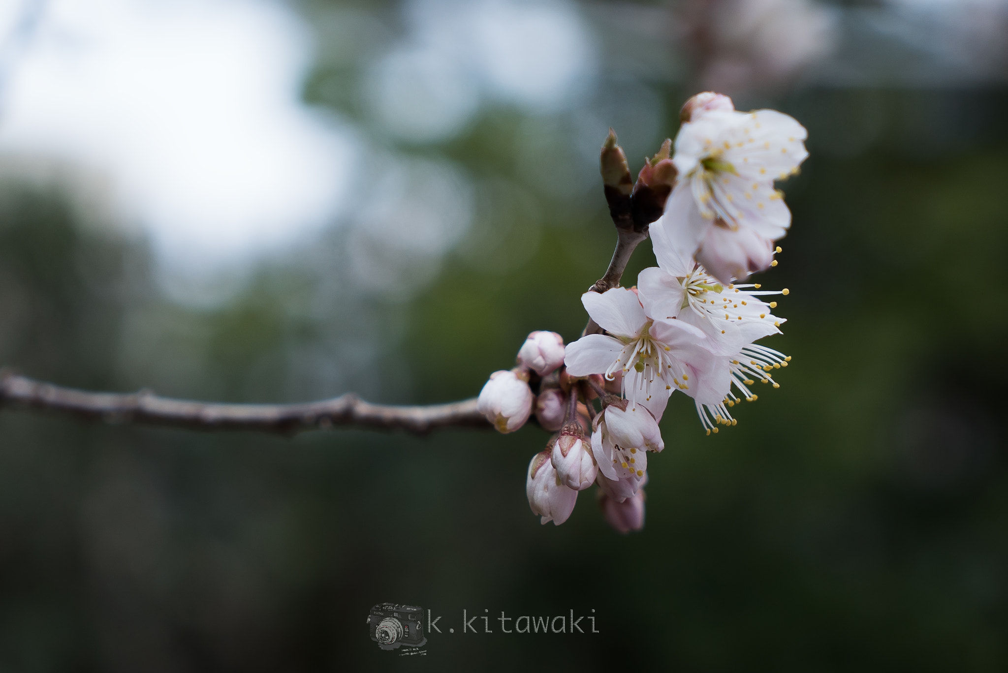 Sony a7S sample photo. Spring comes.3 photography