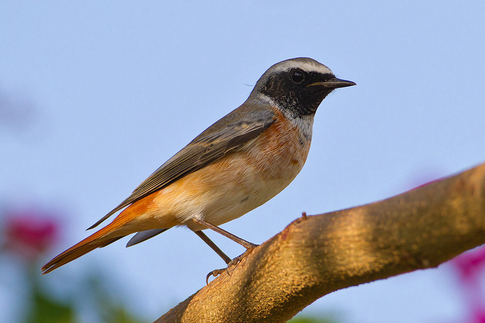 Canon EOS 7D + Canon EF 500mm F4L IS USM sample photo. Redstart photography
