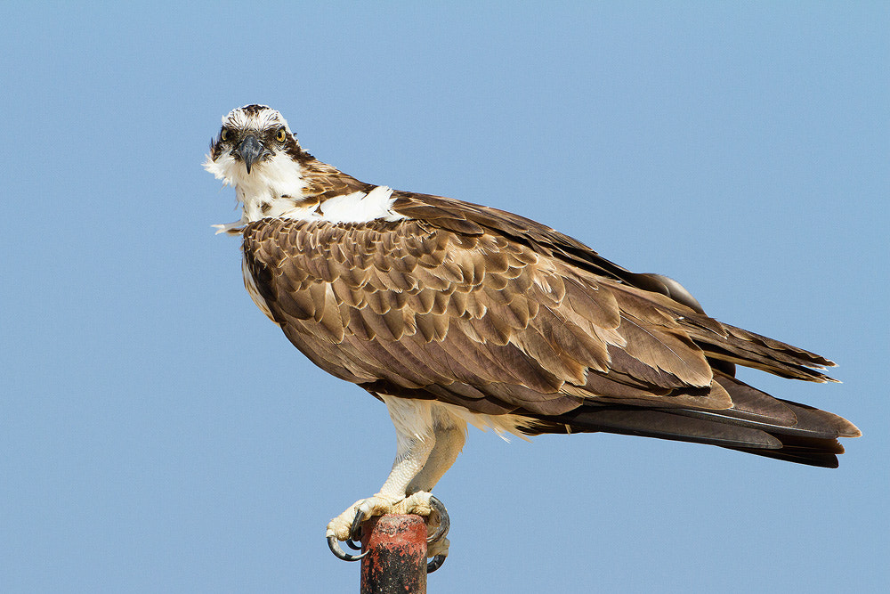 Canon EOS 7D + Canon EF 500mm F4L IS USM sample photo. Osprey photography