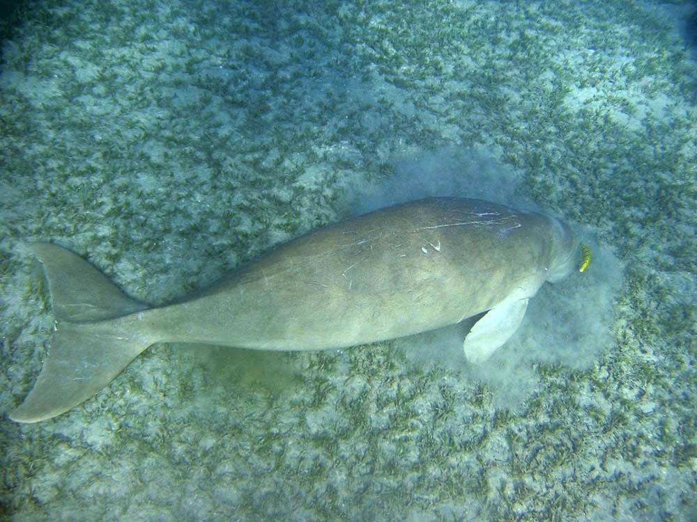 Canon POWERSHOT S30 sample photo. Dugong photography