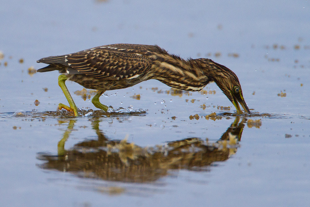 Canon EOS 7D + Canon EF 500mm F4L IS USM sample photo. Striated heron photography