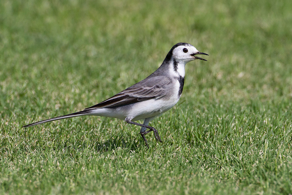 Canon EOS 7D + Canon EF 500mm F4L IS USM sample photo. Pied wagtail photography
