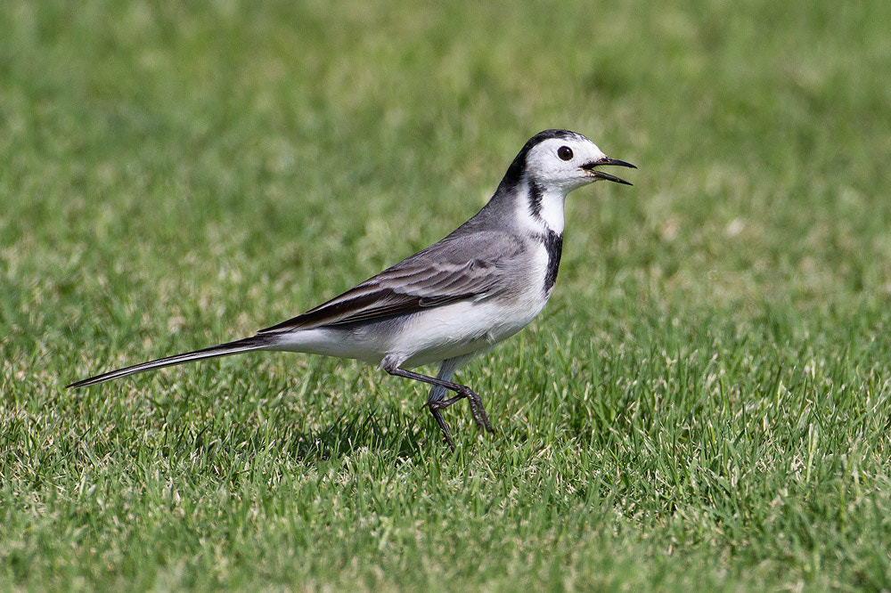 Canon EF 500mm F4L IS USM sample photo. Pied wagtail photography