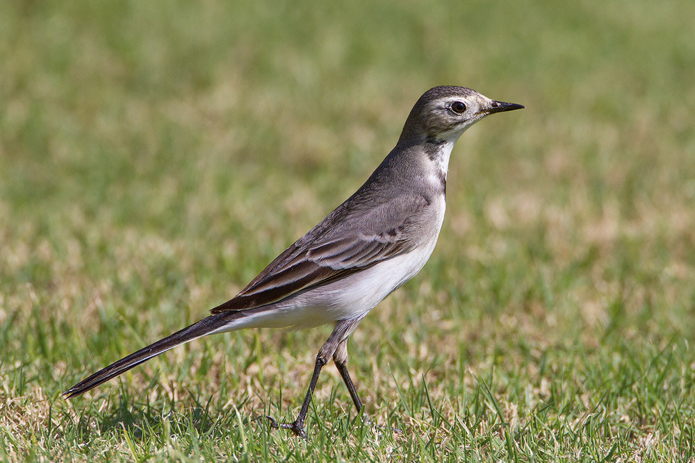 Canon EOS 7D + Canon EF 500mm F4L IS USM sample photo. Pied wagtail photography