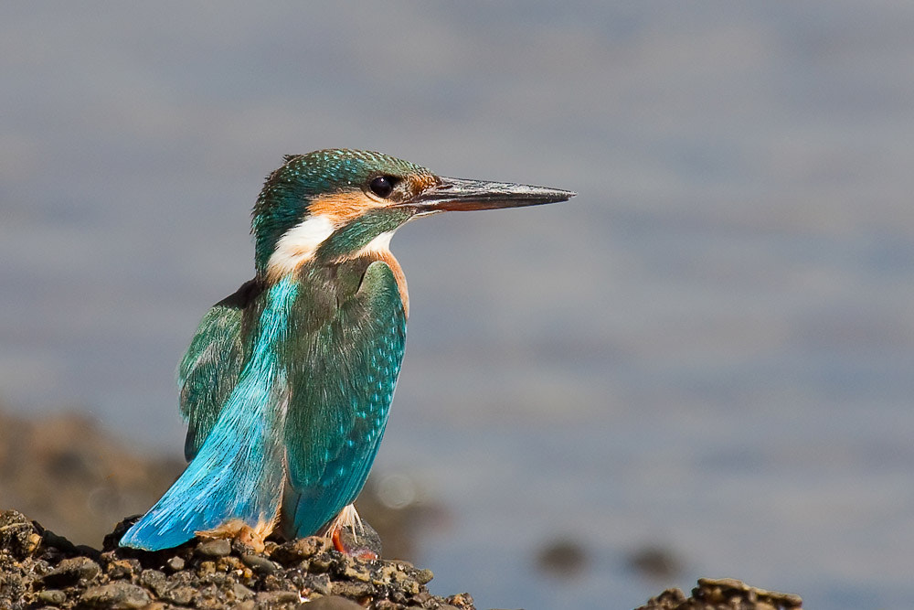 Canon EOS 50D + Canon EF 100-400mm F4.5-5.6L IS USM sample photo. Kingfisher photography