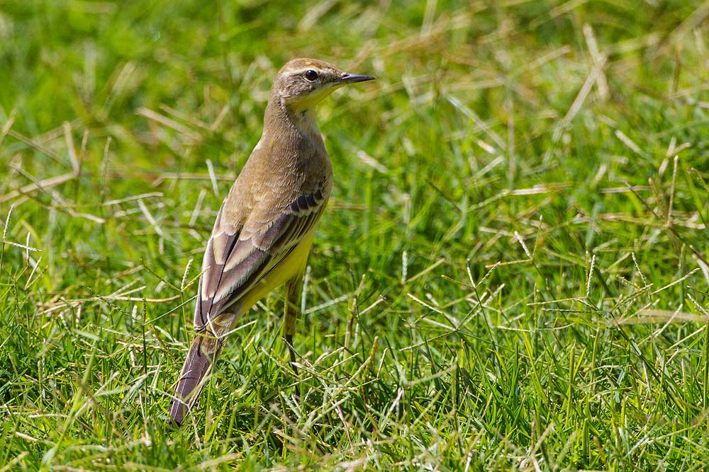 Canon EOS 7D + Canon EF 500mm F4L IS USM sample photo. Yellow wagtail photography