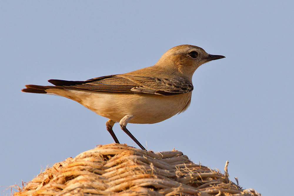 Canon EOS 7D + Canon EF 500mm F4L IS USM sample photo. Northern wheatear photography