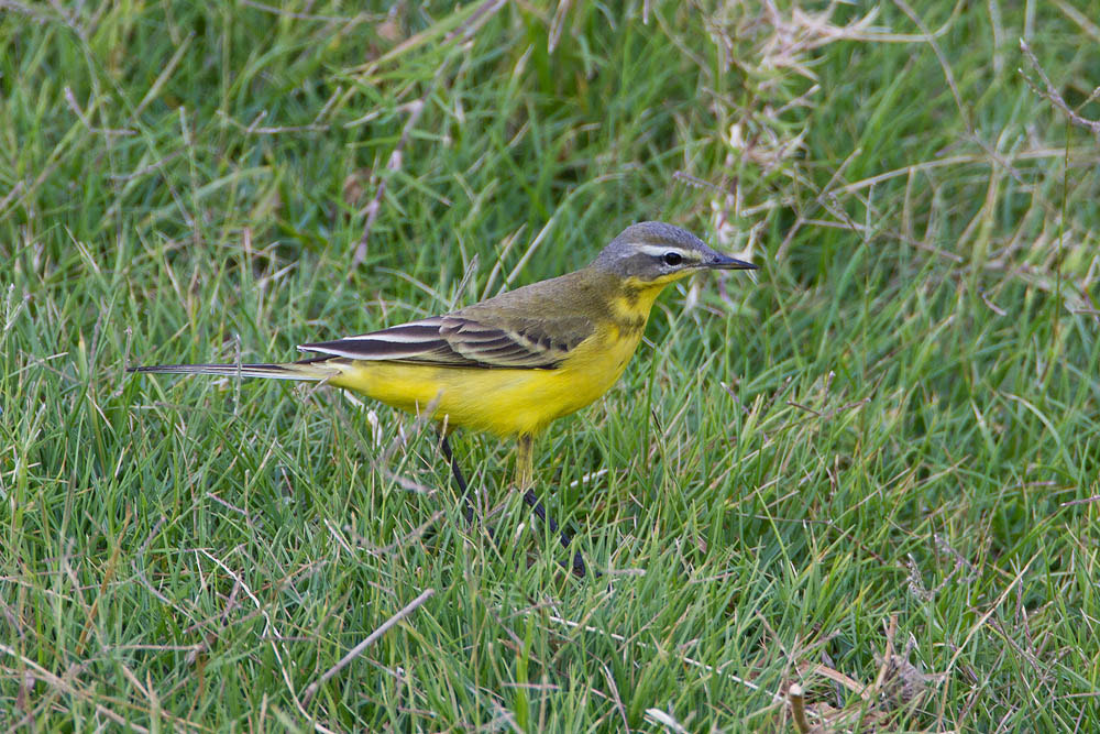 Canon EOS 7D + Canon EF 500mm F4L IS USM sample photo. Yellow wagtail photography