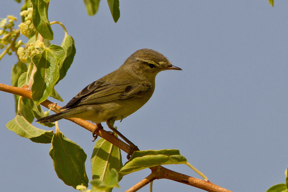 Canon EOS 7D sample photo. Willow warbler photography