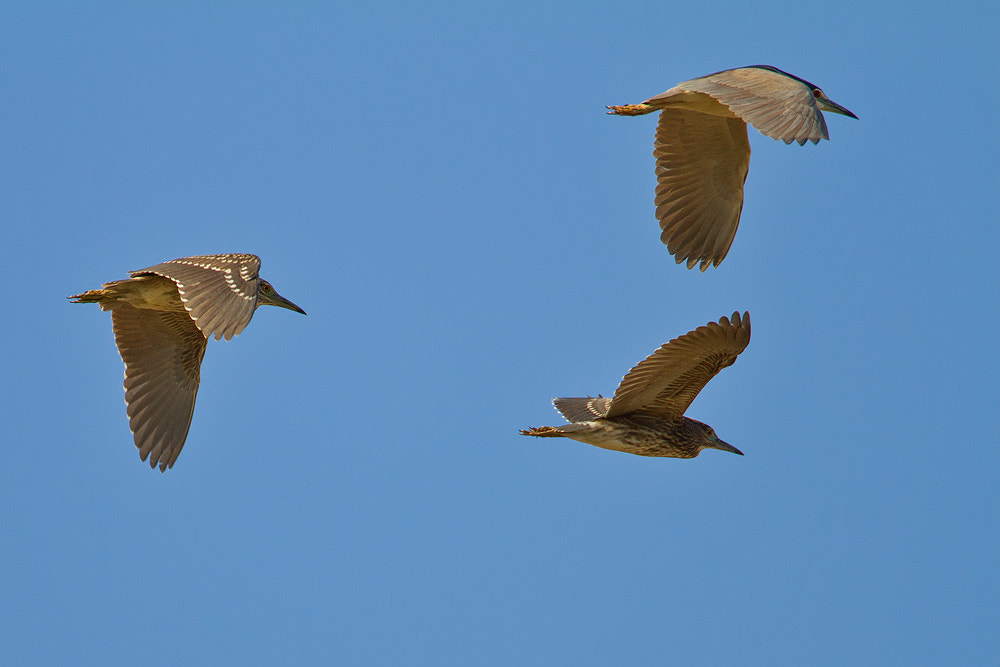 Canon EOS 7D sample photo. Black-crowned night heron photography