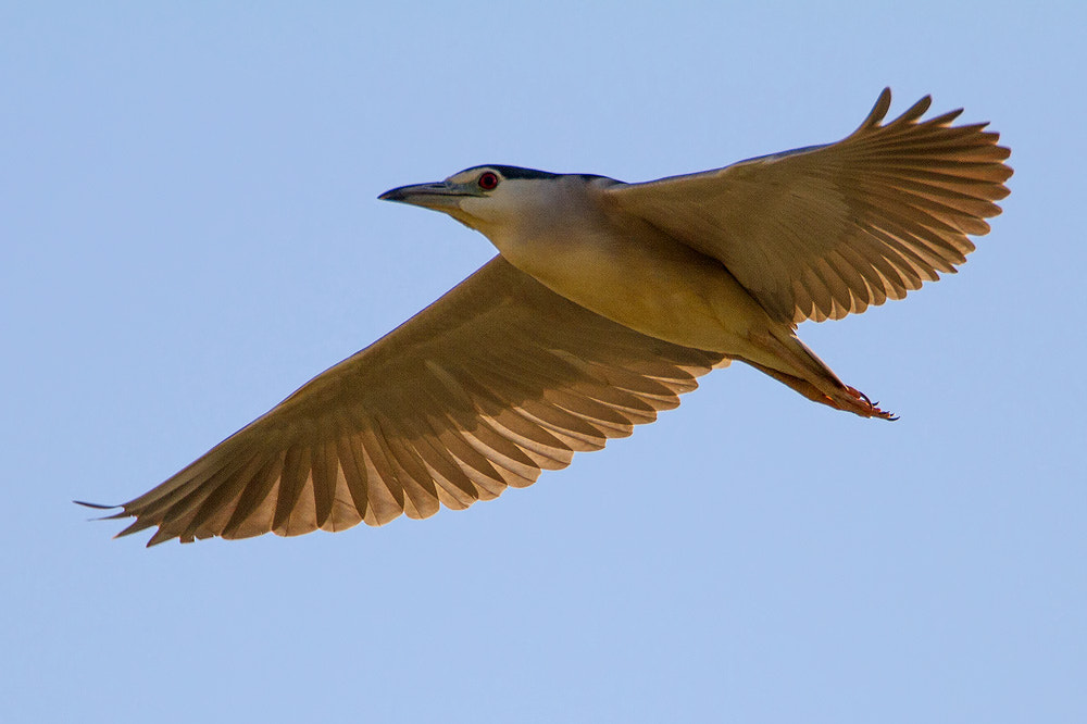 Canon EOS 7D + Canon EF 500mm F4L IS USM sample photo. Black-crowned night heron photography