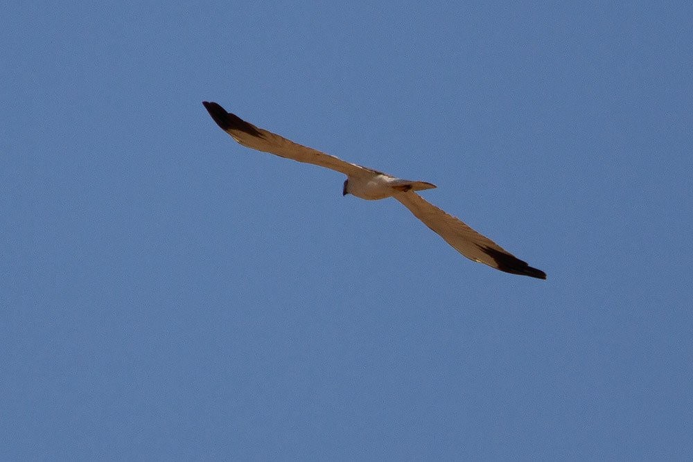 Canon EOS 7D + Canon EF 500mm F4L IS USM sample photo. Pallid harrier photography