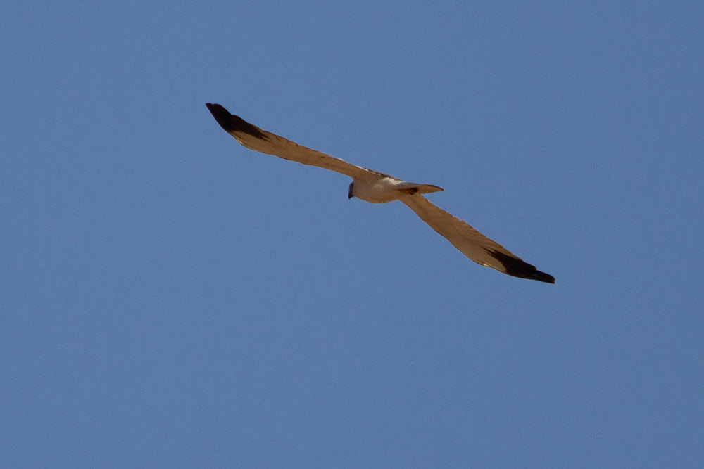 Canon EF 500mm F4L IS USM sample photo. Pallid harrier photography