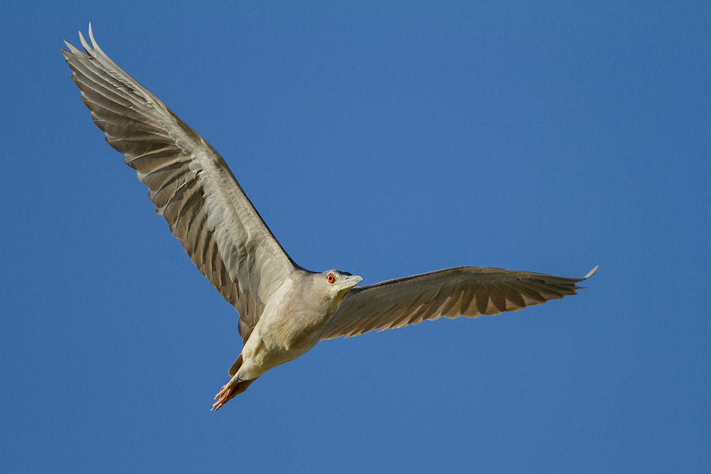 Canon EOS 7D sample photo. Black-crowned night heron photography