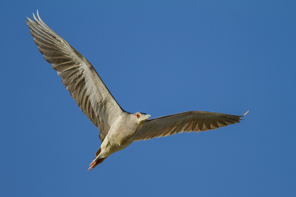 Canon EOS 7D + Canon EF 500mm F4L IS USM sample photo. Black-crowned night heron photography