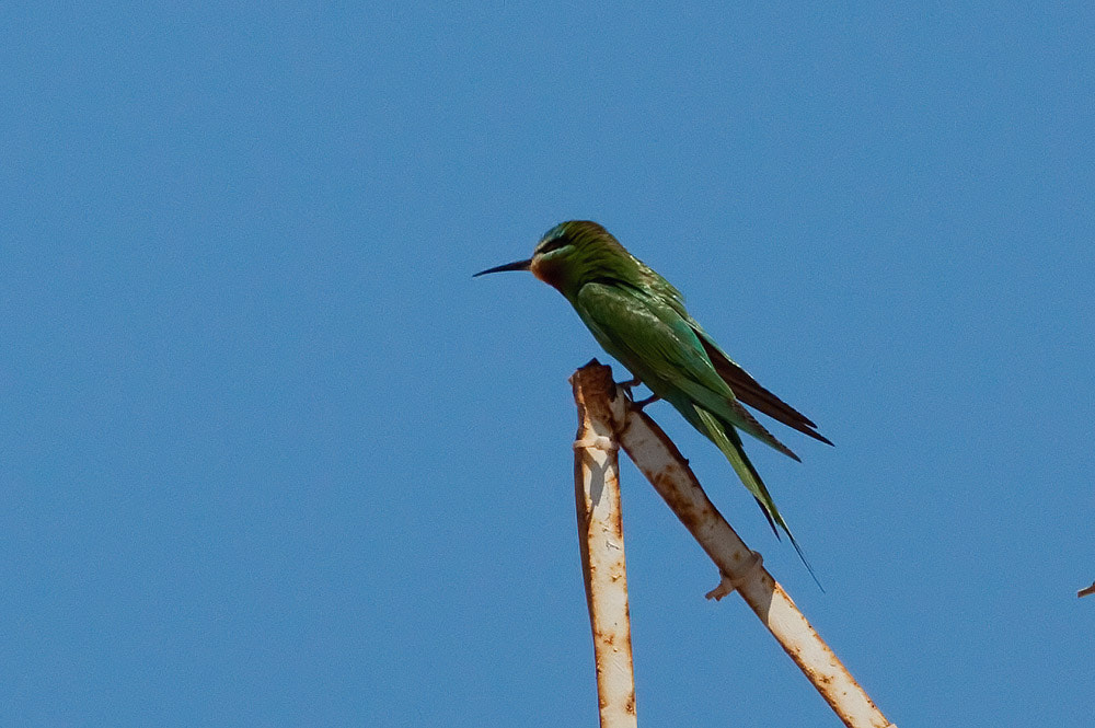 Canon EF 500mm F4L IS USM sample photo. Blue-cheeked bee-eater photography