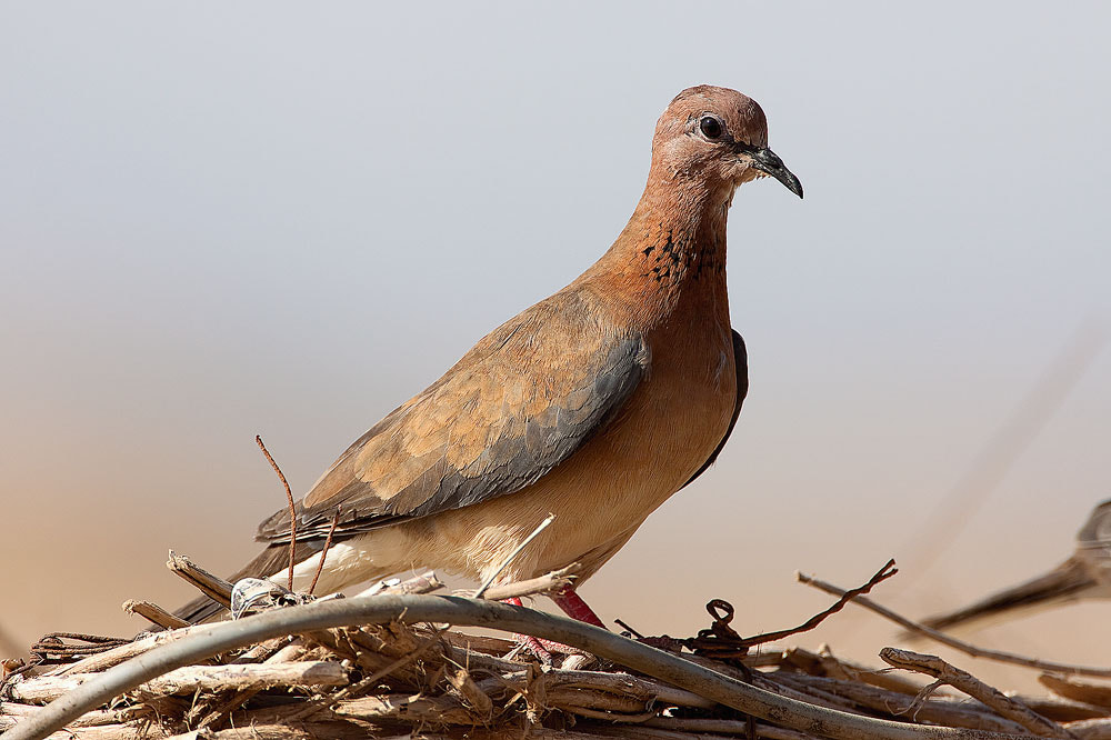 Canon EF 500mm F4L IS USM sample photo. Laughing dove photography