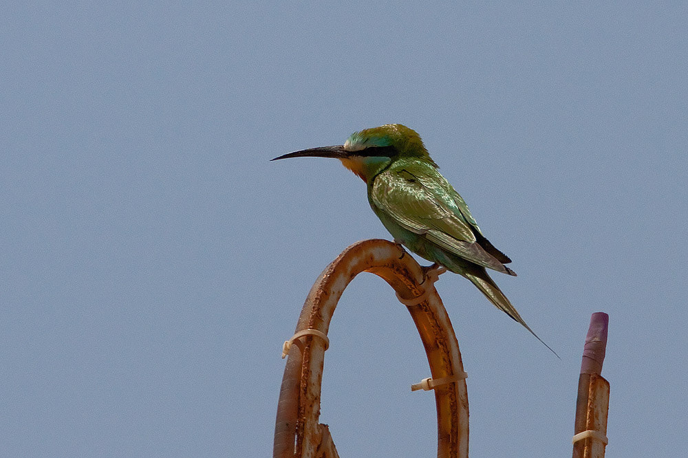 Canon EF 500mm F4L IS USM sample photo. Blue-cheeked bee-eater photography
