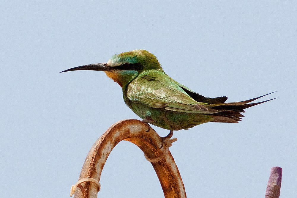 Canon EOS 50D sample photo. Blue-cheeked bee-eater photography