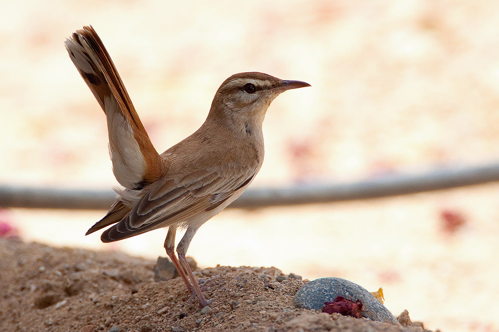 Canon EF 500mm F4L IS USM sample photo. Rufous bush robin photography