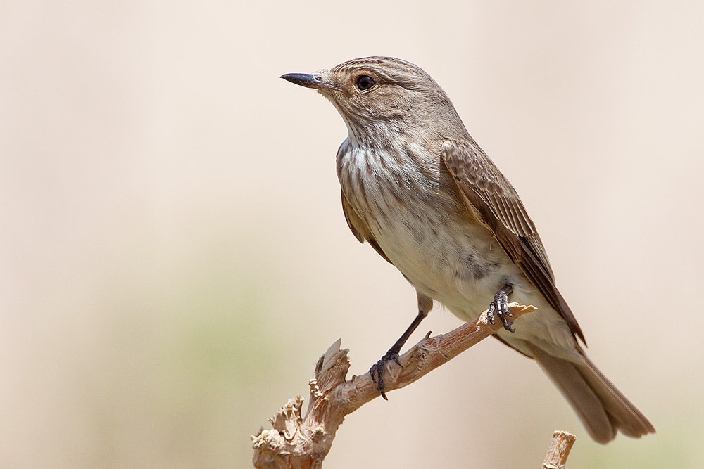Canon EOS 50D + Canon EF 500mm F4L IS USM sample photo. Spotted flycatcher photography