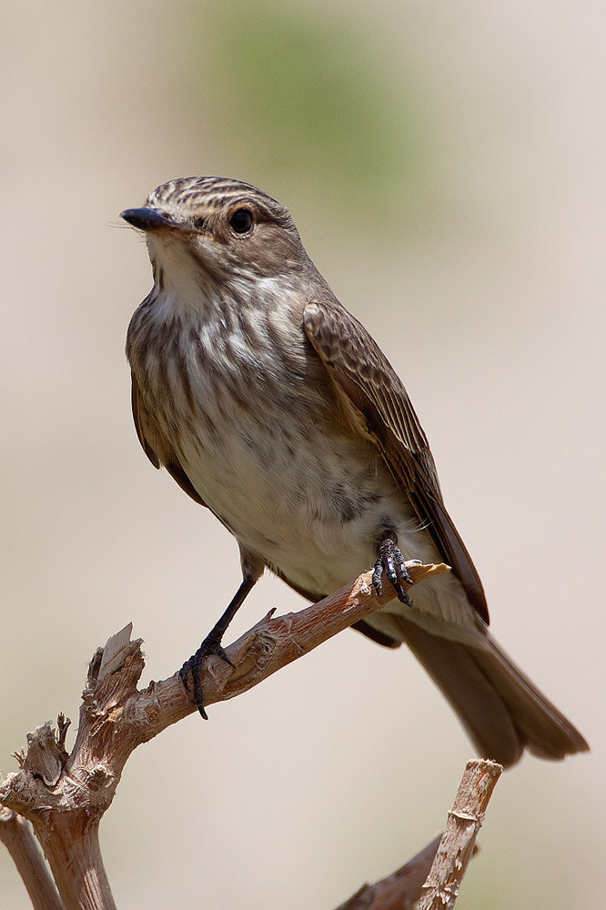 Canon EF 500mm F4L IS USM sample photo. Spotted flycatcher photography