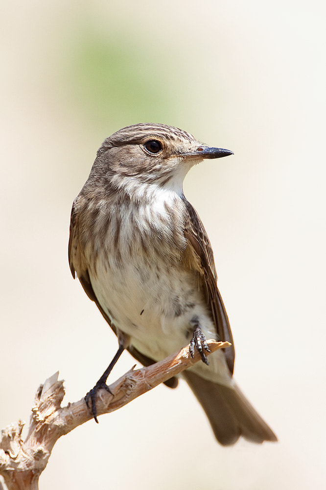 Canon EF 500mm F4L IS USM sample photo. Spotted flycatcher photography