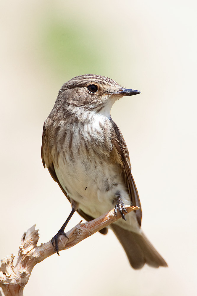 Canon EOS 50D sample photo. Spotted flycatcher photography