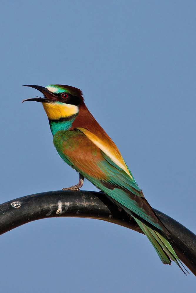 Canon EF 500mm F4L IS USM sample photo. European bee-eater photography