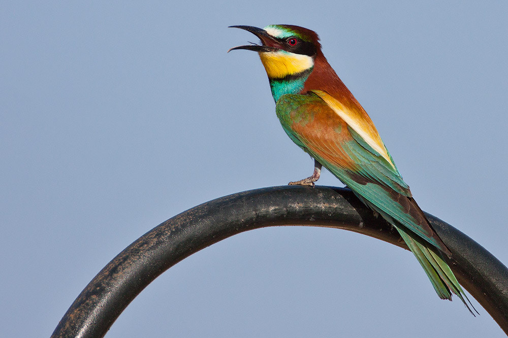 Canon EF 500mm F4L IS USM sample photo. European bee-eater photography