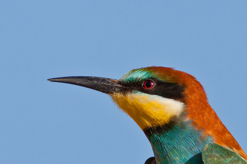 Canon EOS 50D + Canon EF 500mm F4L IS USM sample photo. European bee-eater photography