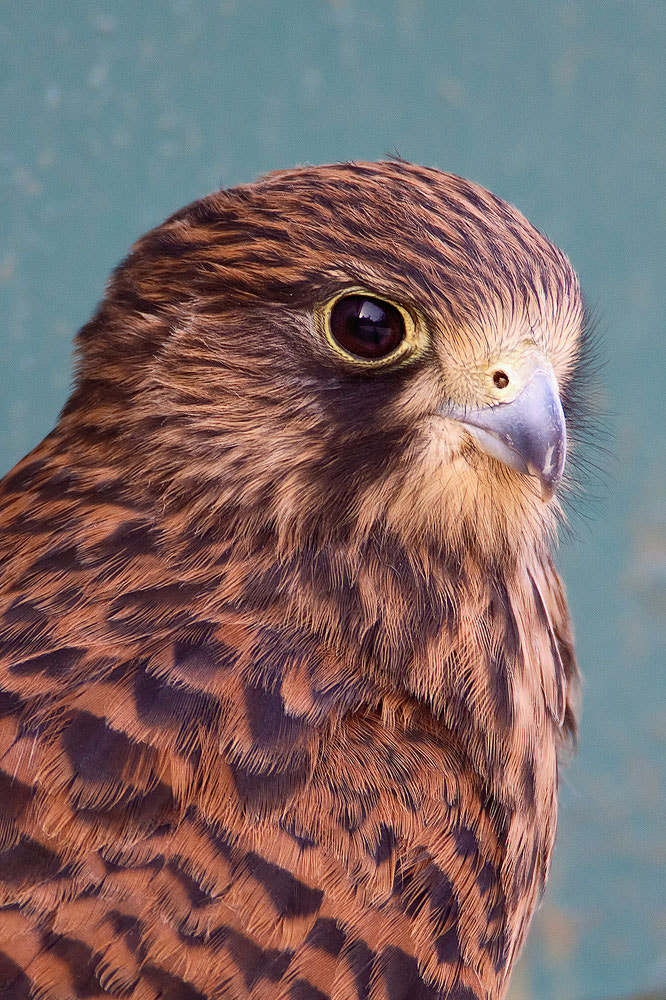 Canon EOS 50D + Canon EF 500mm F4L IS USM sample photo. Kestrel photography