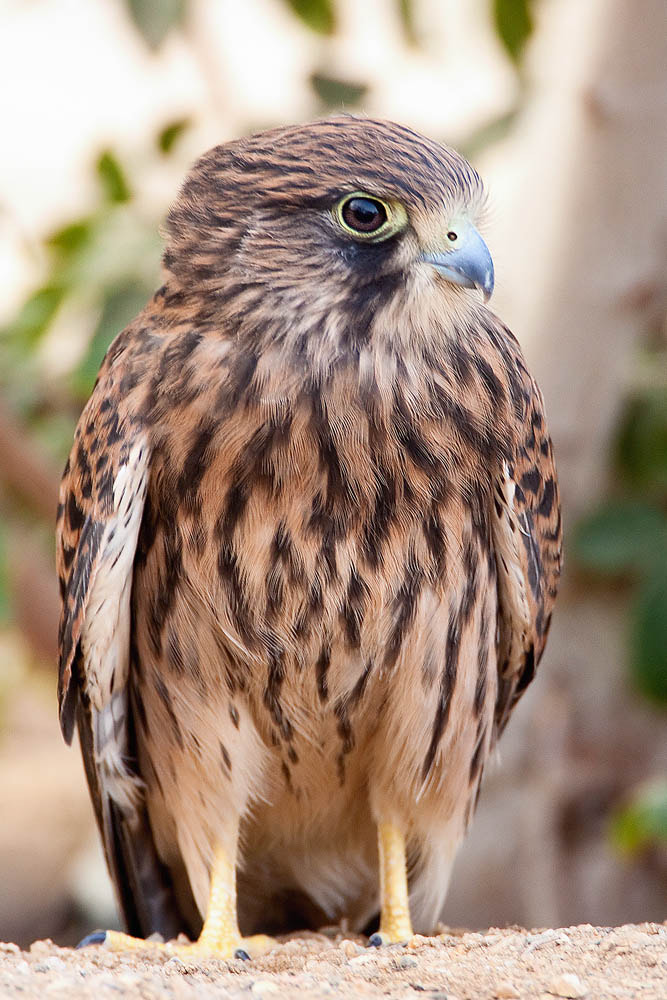 Canon EOS 50D + Canon EF 500mm F4L IS USM sample photo. Kestrel photography