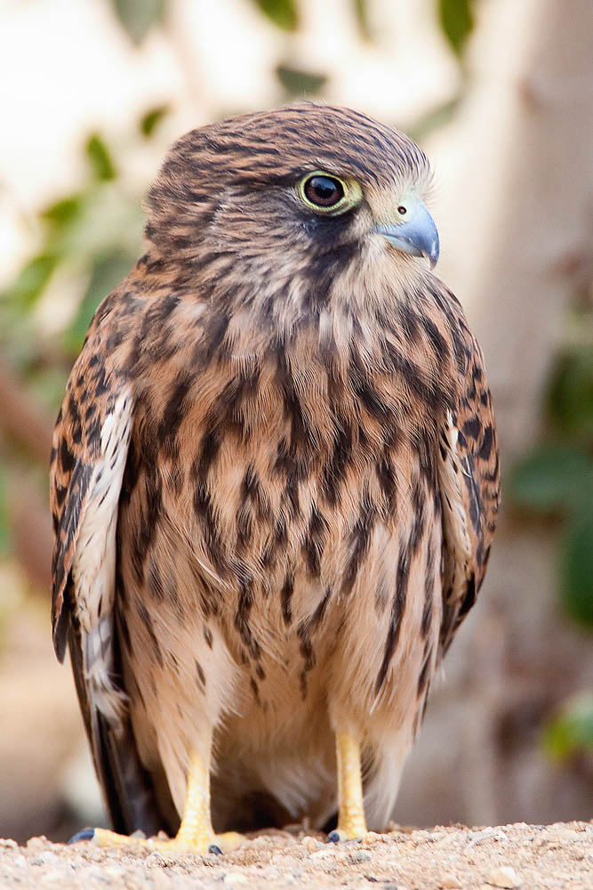 Canon EF 500mm F4L IS USM sample photo. Kestrel photography