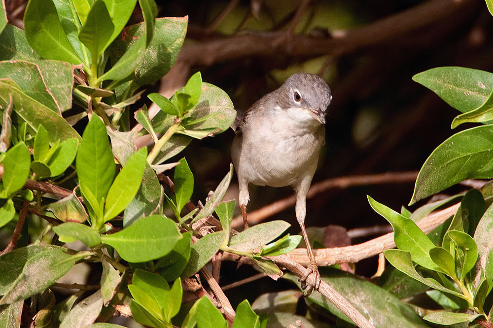 Canon EOS 50D + Canon EF 500mm F4L IS USM sample photo. Common whitethroat photography