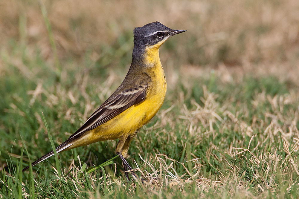 Canon EOS 50D sample photo. Yellow wagtail photography