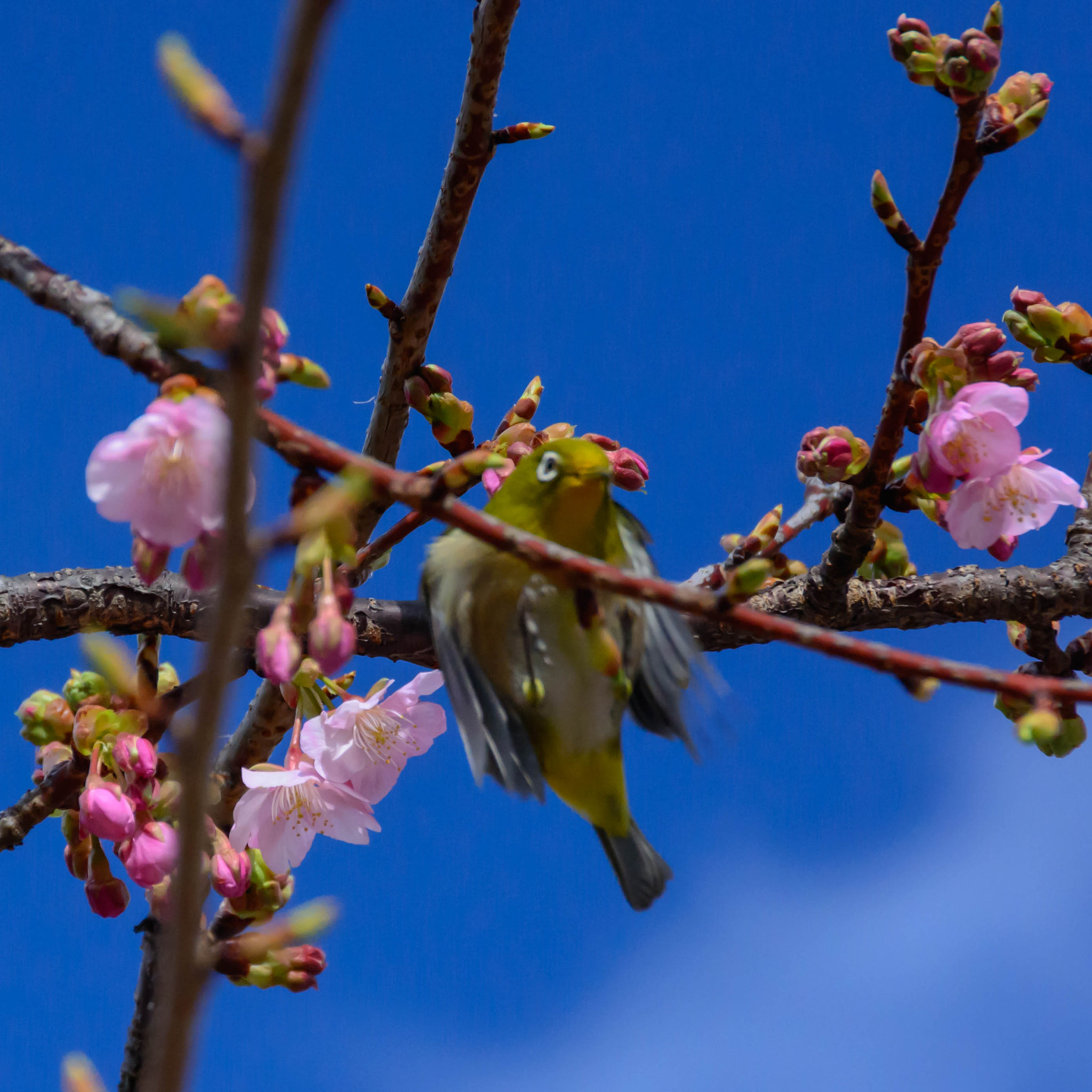 Nikon D5200 + Sigma 18-200mm F3.5-6.3 II DC OS HSM sample photo. おっとっと photography