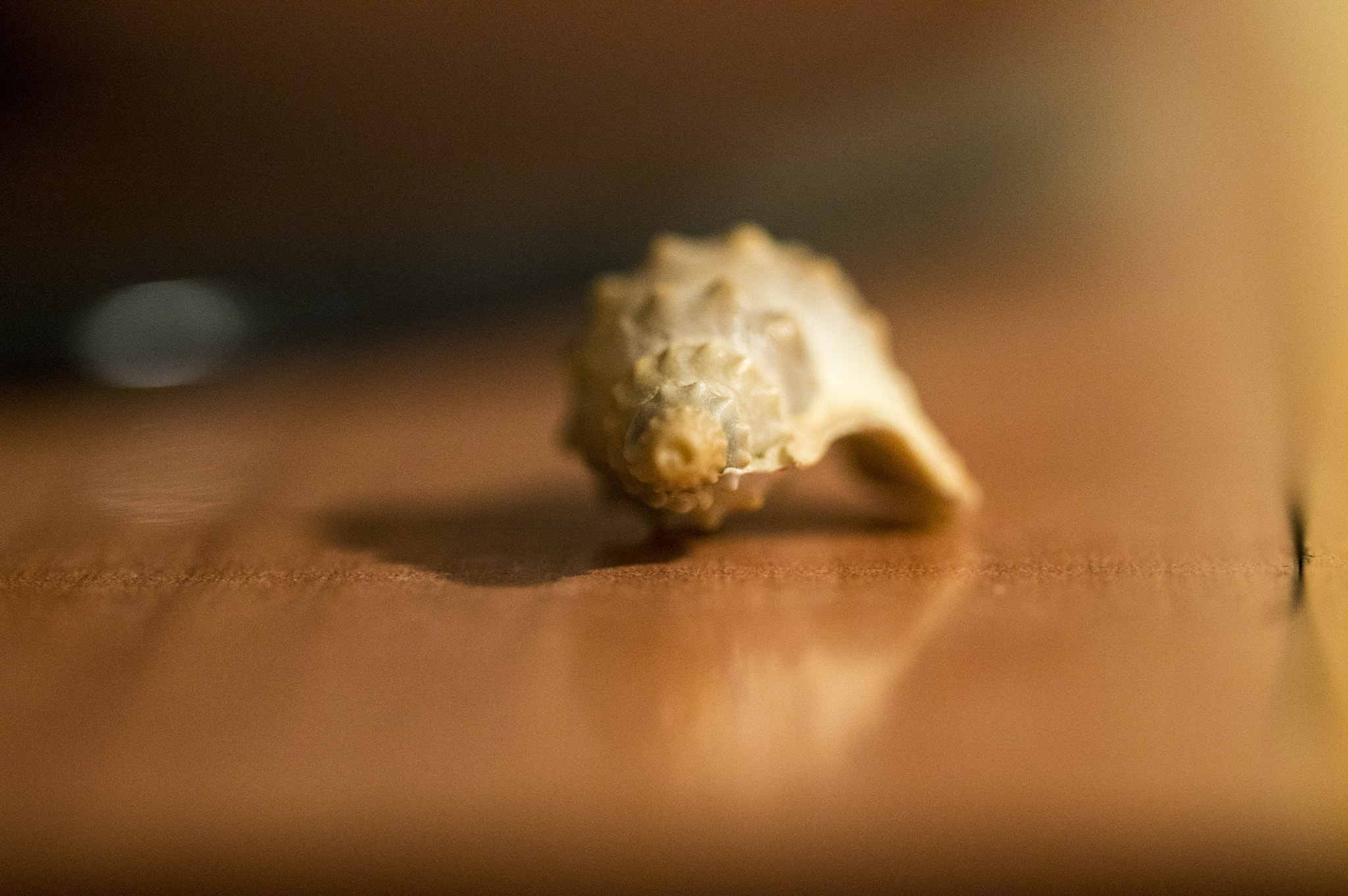 Sigma 105mm F2.8 EX DG OS HSM sample photo. Seashell on the wood. photography