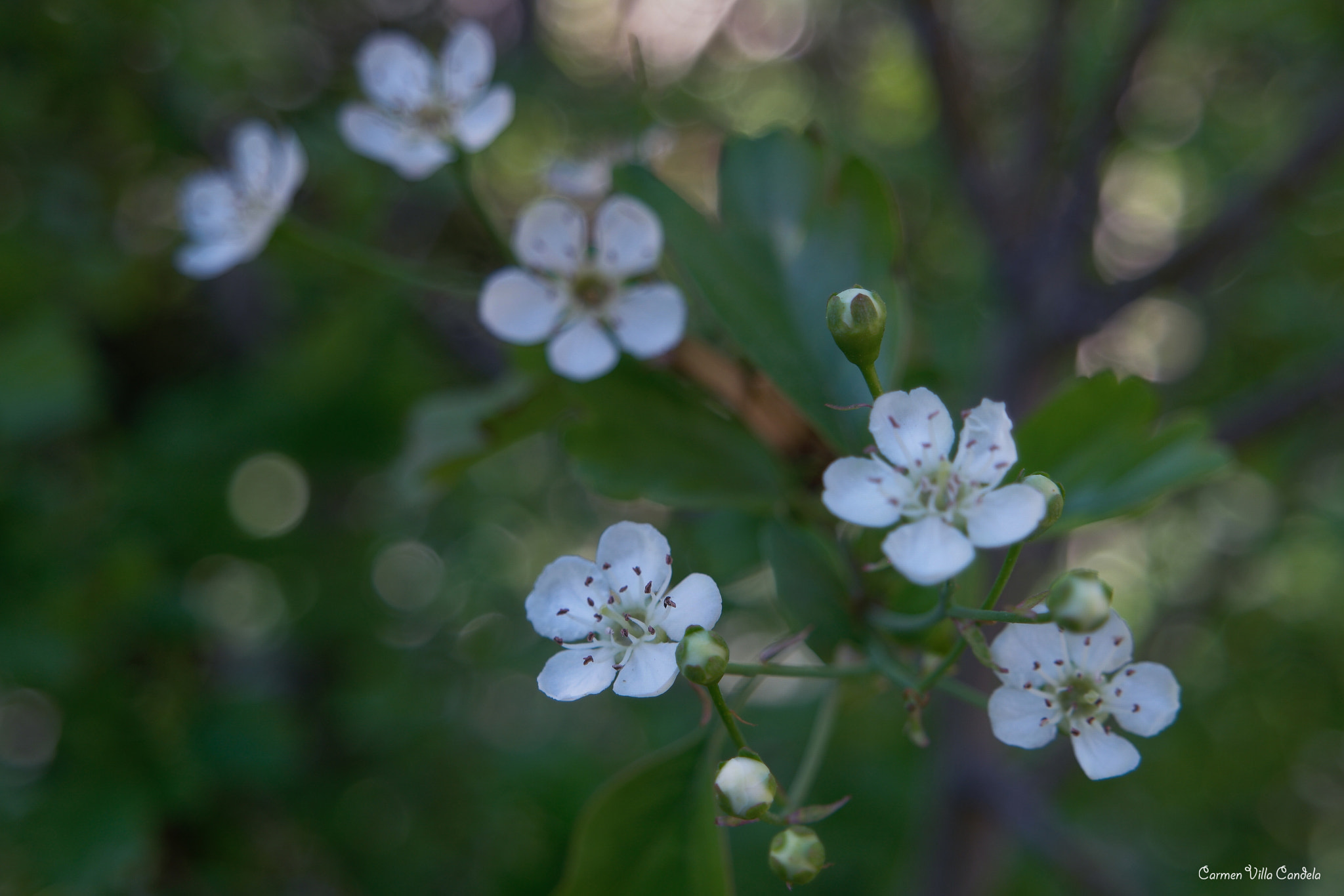 Samsung NX500 + Samsung NX 16-50mm F3.5-5.6 Power Zoom ED OIS sample photo. ¡wild flowers, poetry calls you, photography