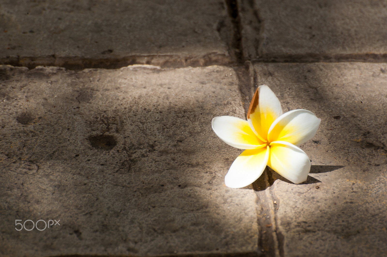 Nikon D5000 sample photo. Flower fell on the ground photography