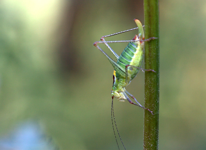 Sigma APO Macro 150mm f/2.8 EX DG HSM sample photo. Female/p. similis photography