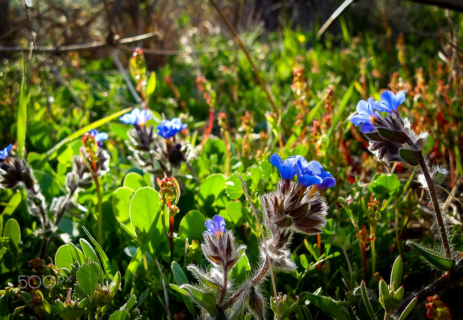 Sony DSC-N1 sample photo. Spring flowers blooming in poleg stream near the mediterranean s photography