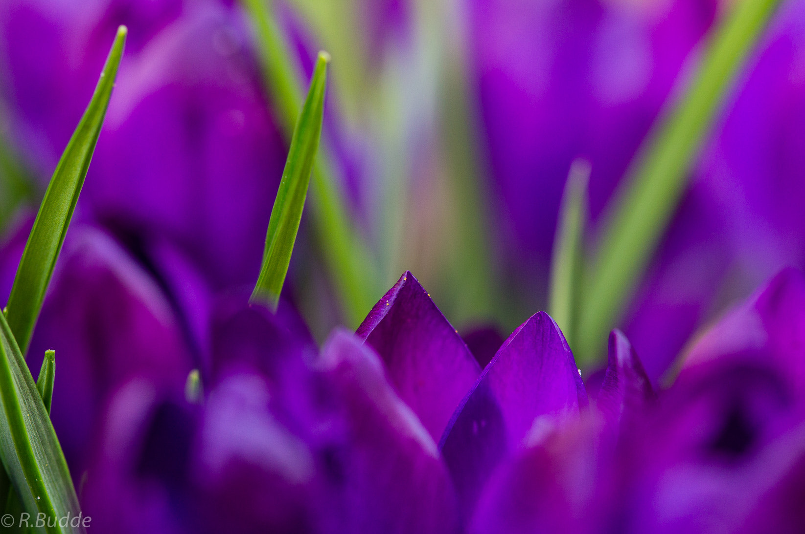 Sony SLT-A57 sample photo. A little bit of spring photography