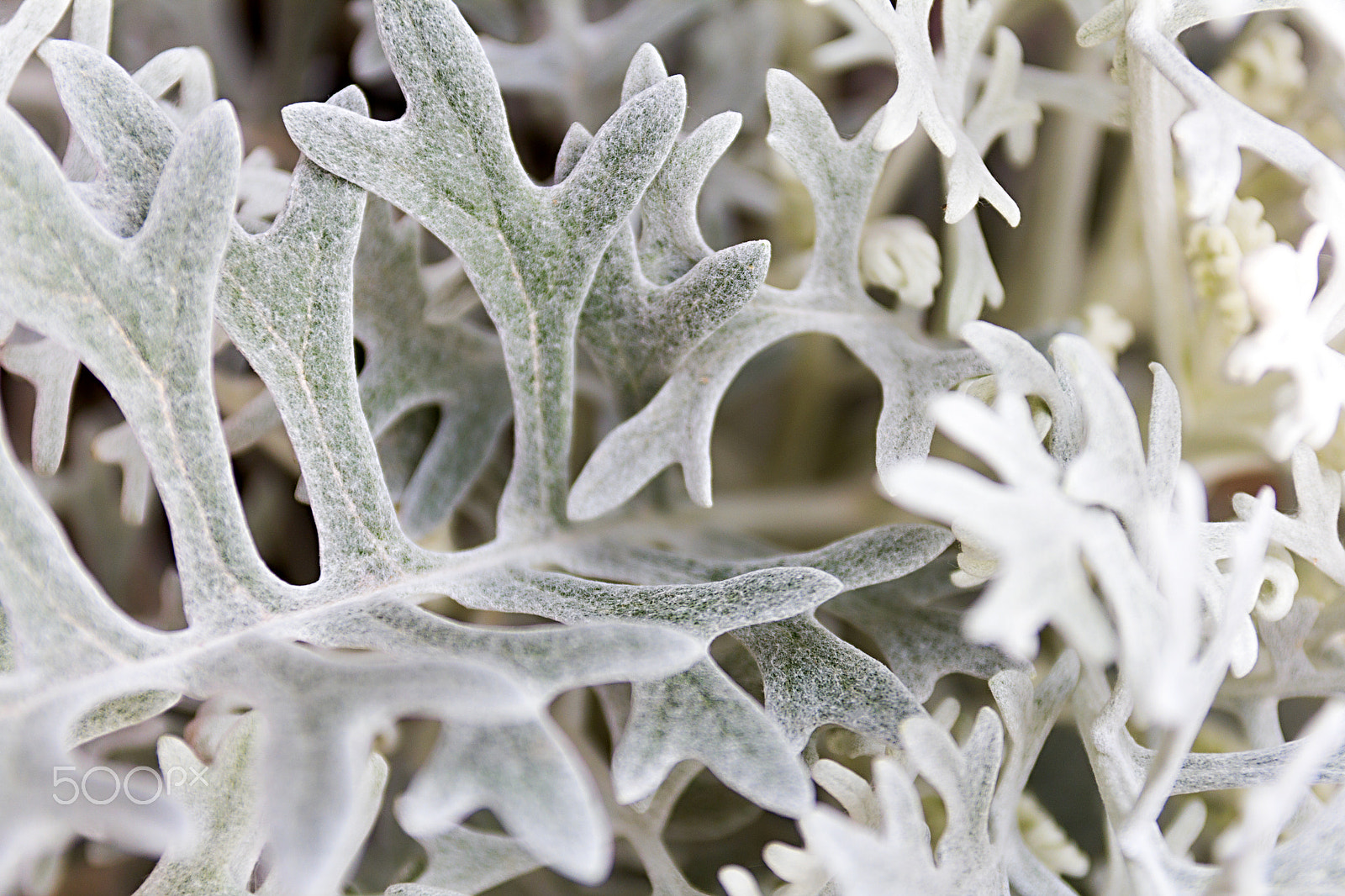 Canon EOS 60D sample photo. Absinthe wormwood close up photography