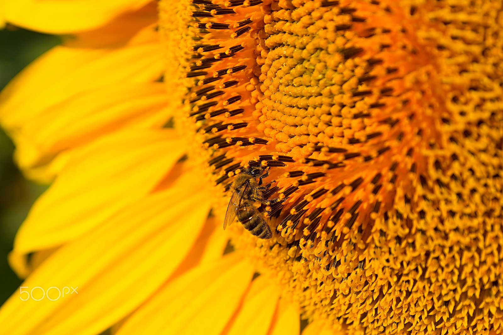 Canon EOS 60D + Sigma 17-70mm F2.8-4 DC Macro OS HSM | C sample photo. Bee on a close-up sunflower photography