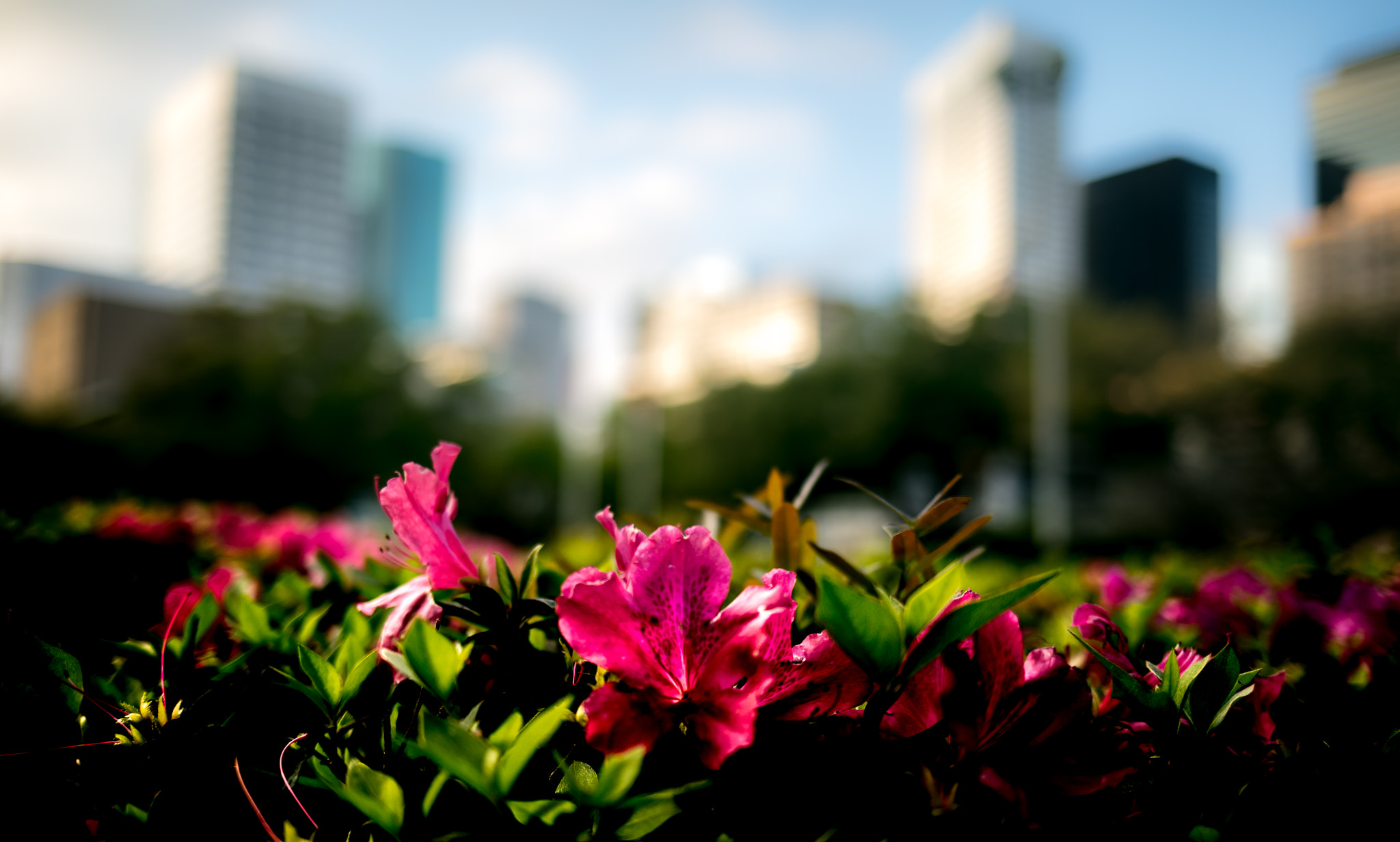 Canon EOS 5DS R sample photo. Downtown houston photography
