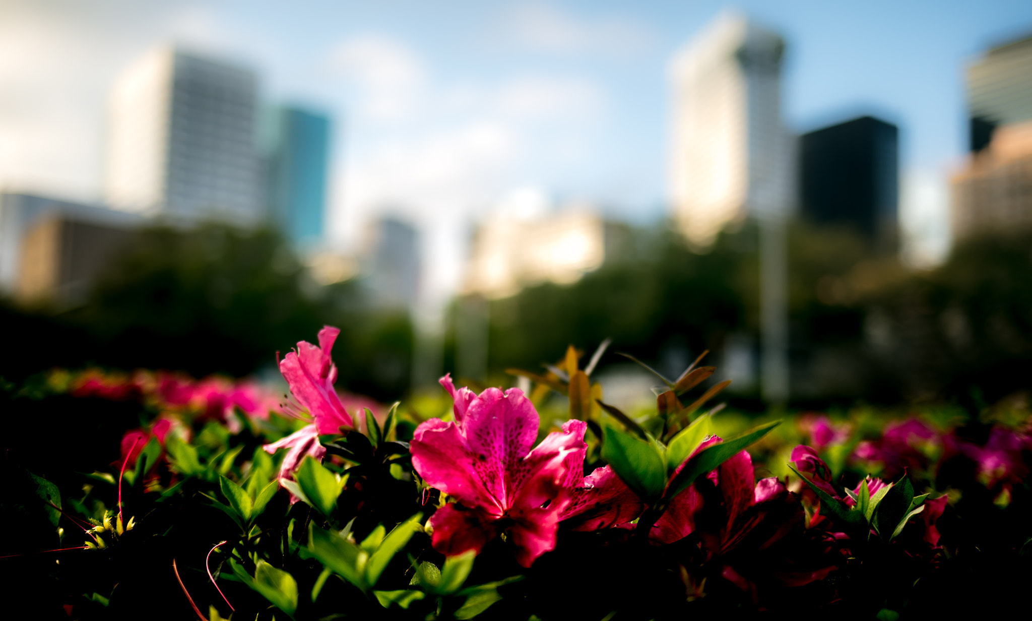 Canon EF 35mm F2 IS USM sample photo. Downtown houston photography